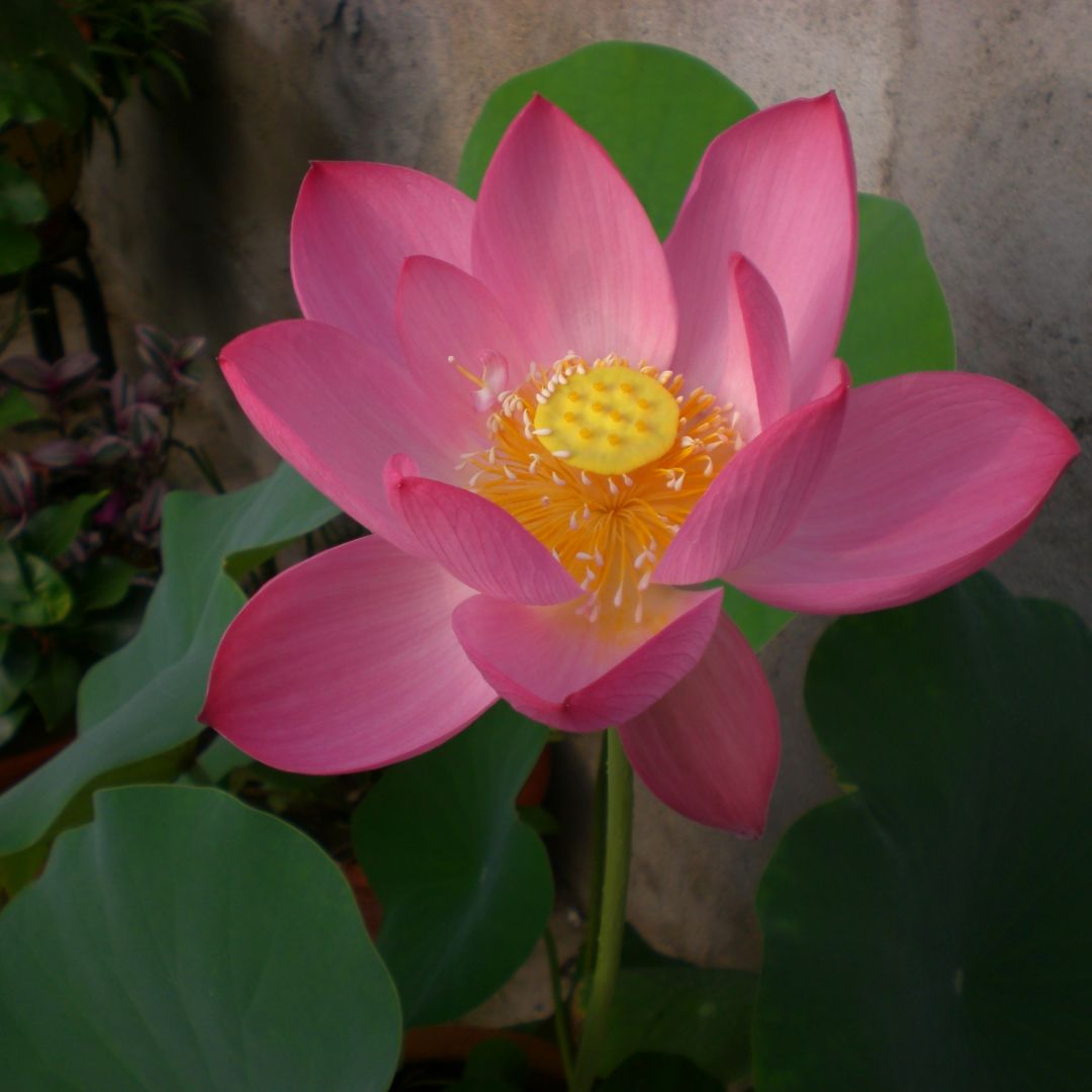 荷花与莲蓬。 1