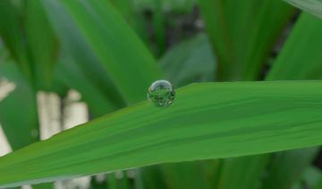 细节拉满！《红色沙漠》水珠可完整反射环境，外网惊叹画质极致
