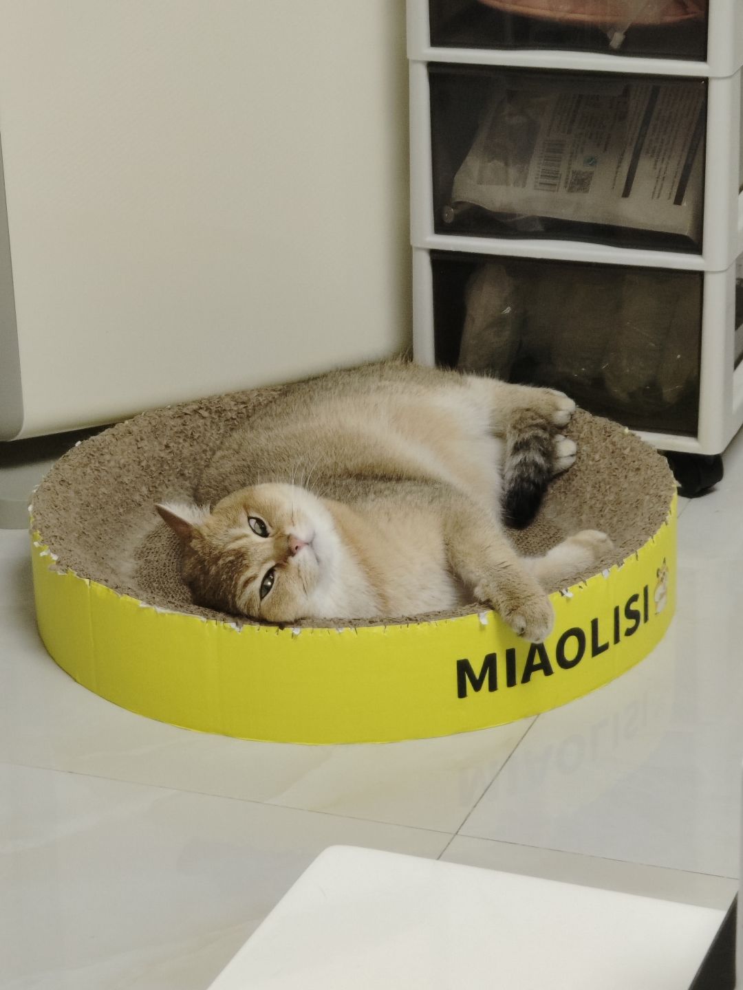 有没有人想来偷猫啊 3