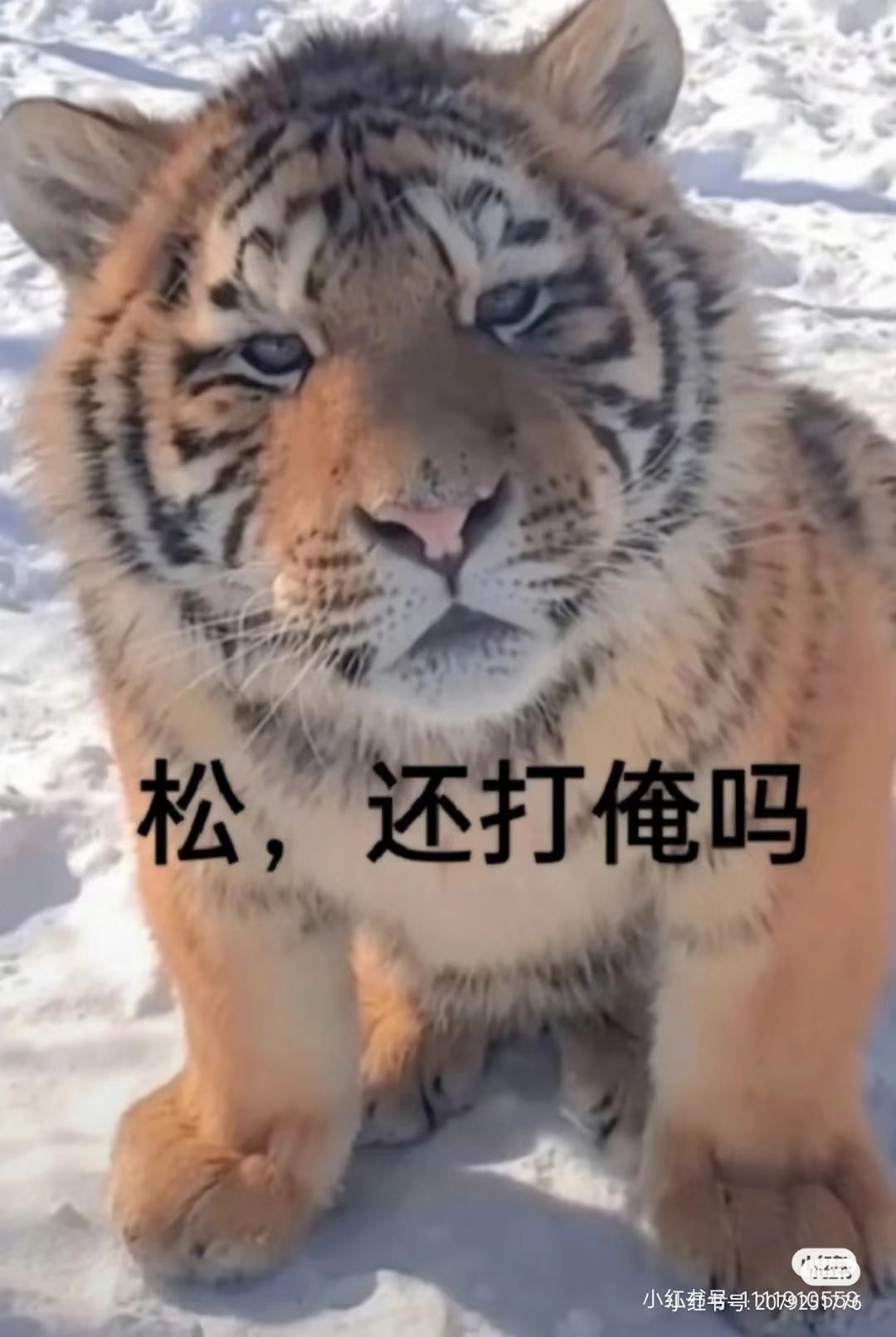 不太建议入坑 3
