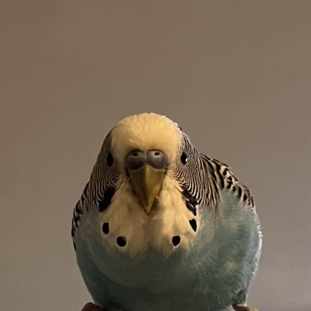 家里进鹦鹉了？截图