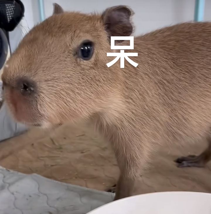 黑水军也太多了截图