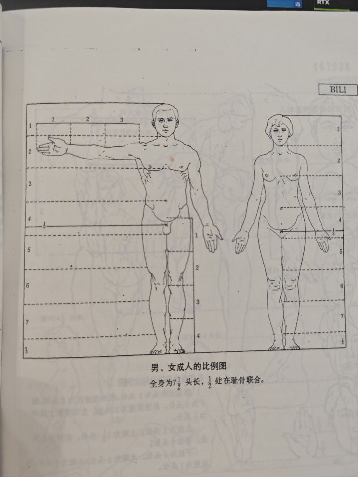 人体比例截图