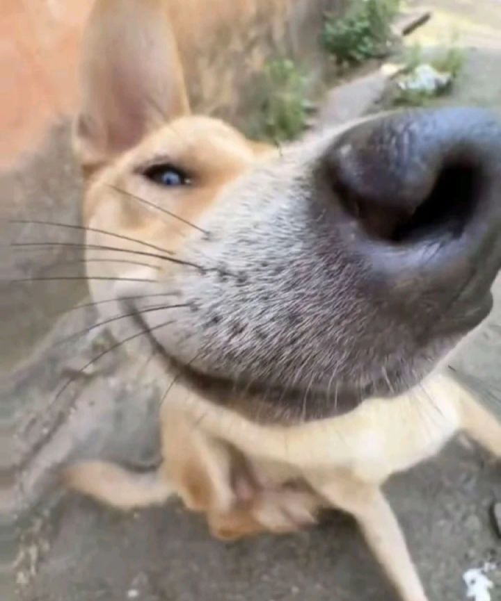 已经修复了,打一天毛都没出截图