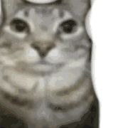 蹲蹲截图