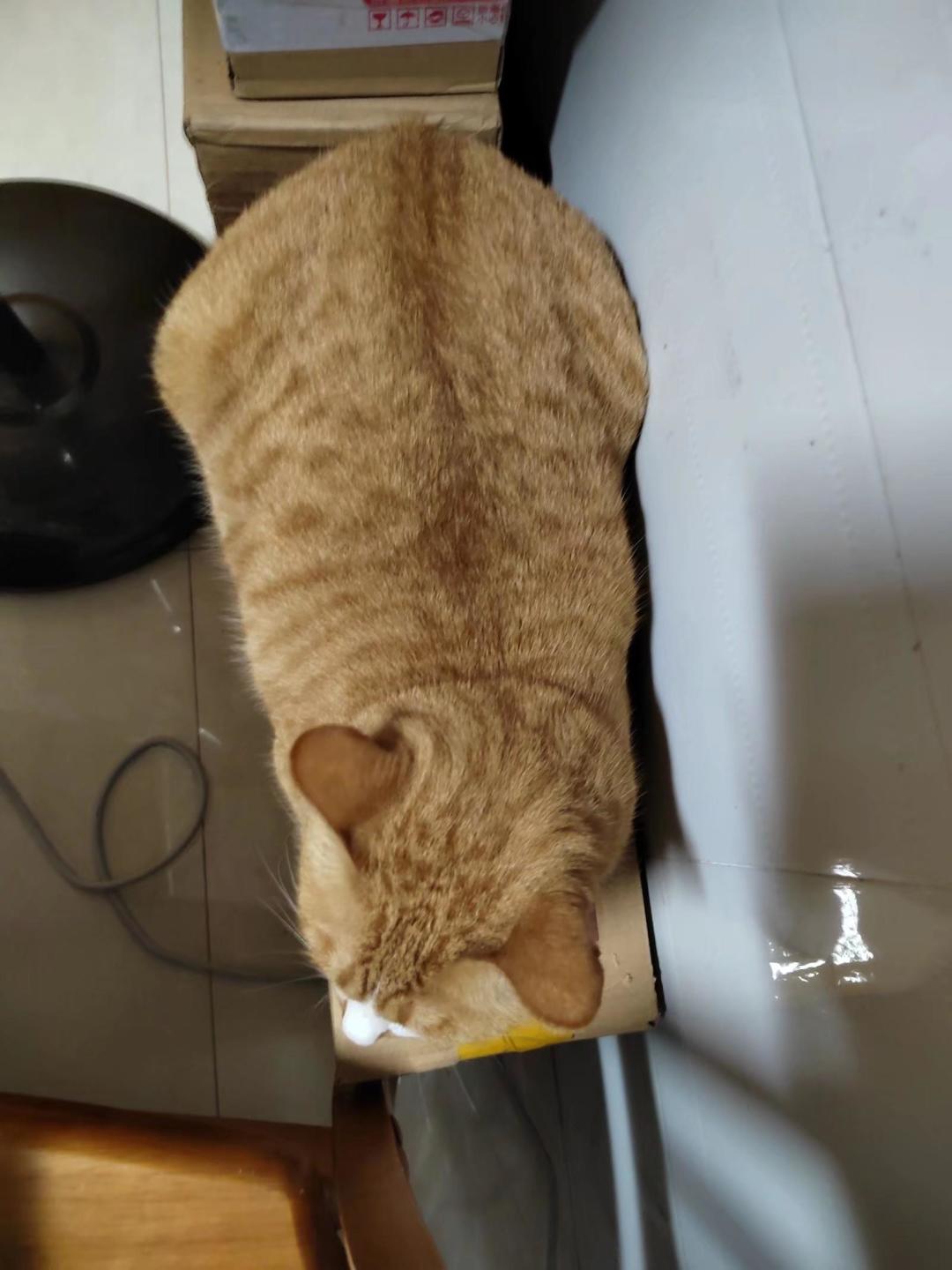 和我的猫猫一起等待天天爱萌宠8月2号TapTap首测 3