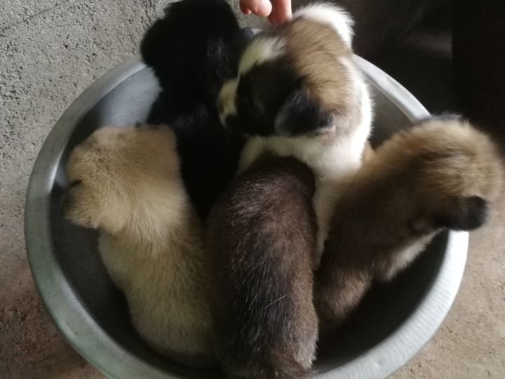 快来选择你的小狗截图