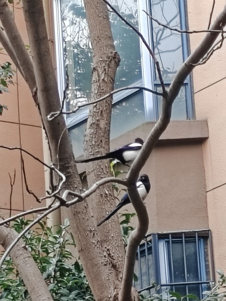 推荐下SP开哪个?截图