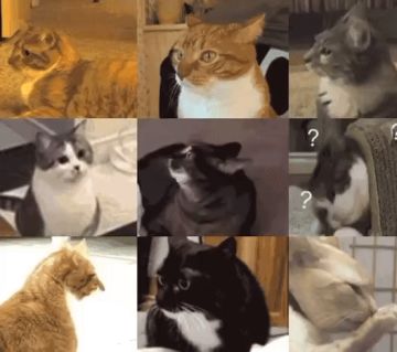 萌新本新，大放阙词