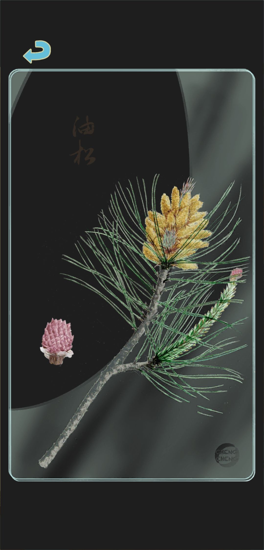 冬季树种透卡3 2