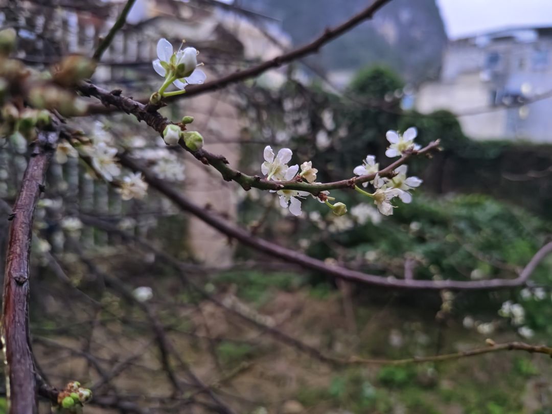 春天要来了 2