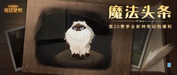 魔法头条丨谁能拒绝撒娇打滚的布偶猫呢？