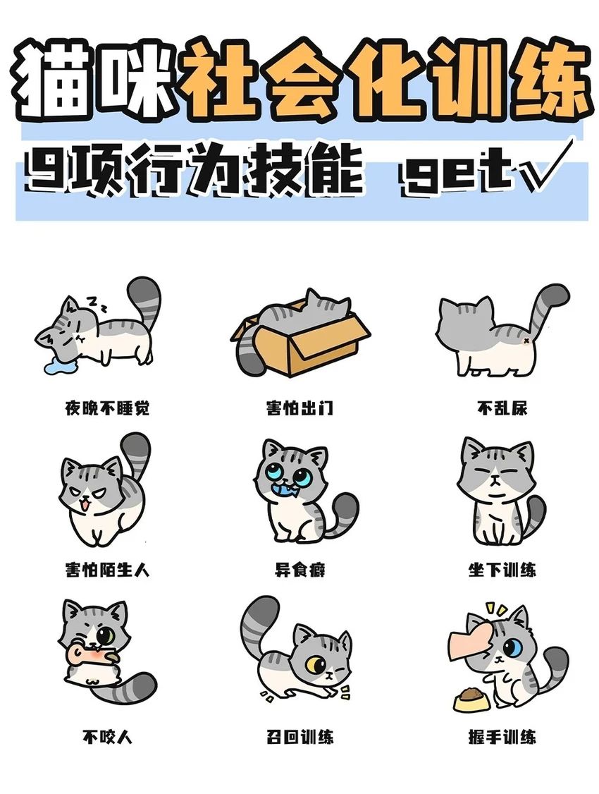 🌟青年大学习|猫猫社会化训练🌟 1