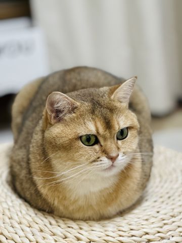 风3可能是目前身段最柔软灵活的侠客