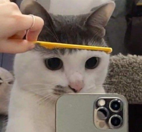 刘海永久剪毁了的小猫！截图