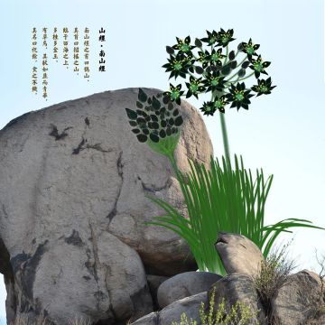 【闲聊杂谈】浅谈山海经第一山，招摇山上的奇珍异兽（上）