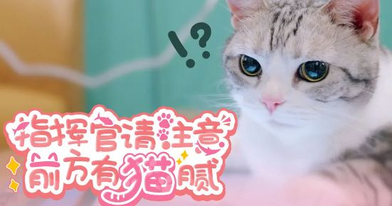 羽中发力了!他请了猫来做公关截图