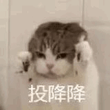 动态图片 4