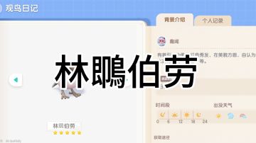 林䳭伯劳详细位置说明以及叫声对比