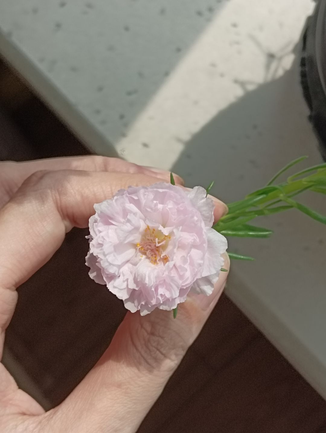 现实世界种的太阳花 3