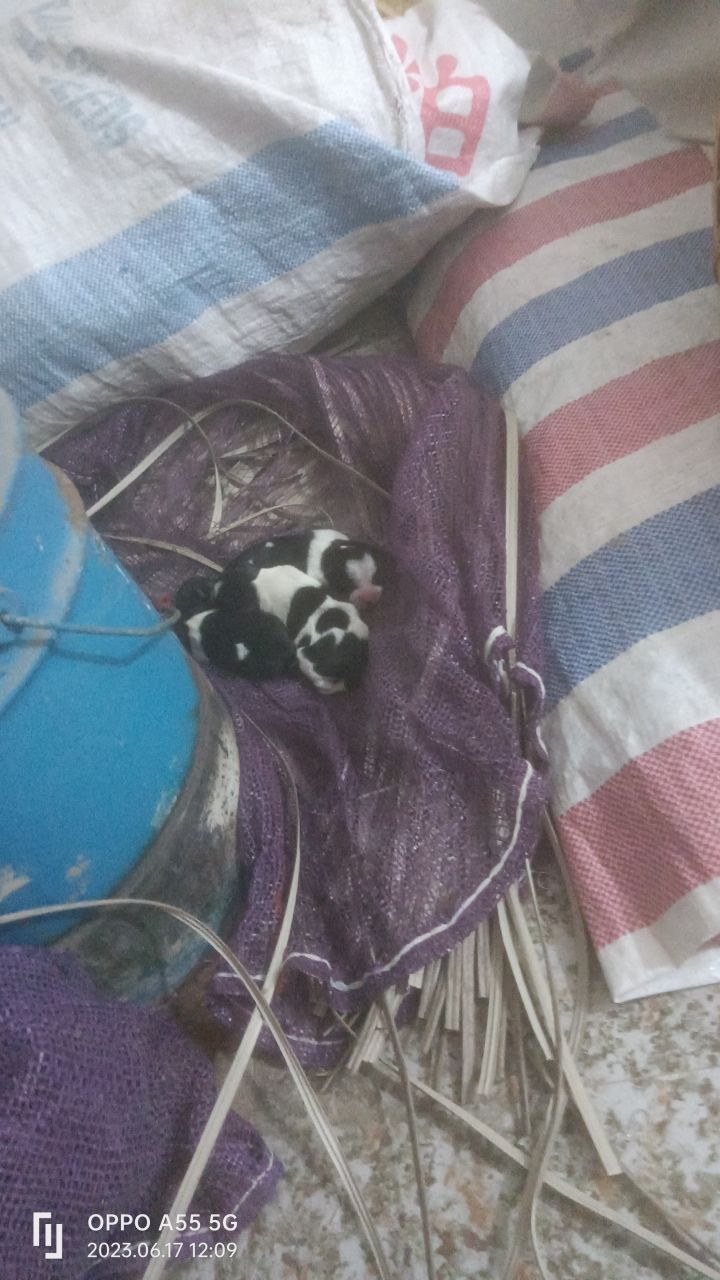 能给小狗起个名吗？谢谢截图