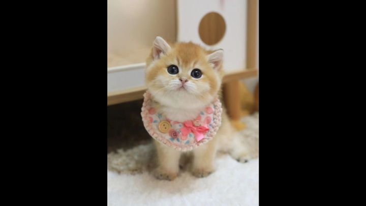 😋火猫好玩呀~截图
