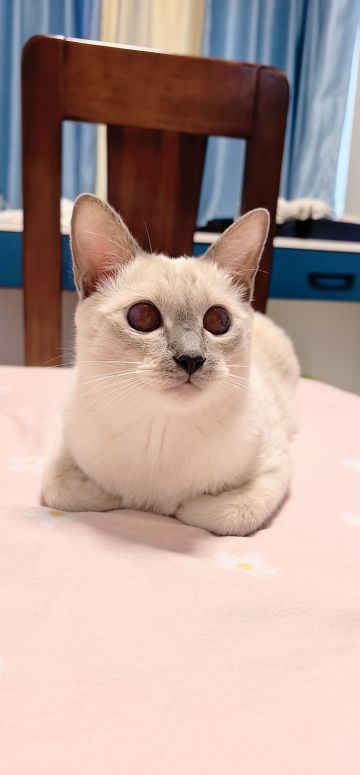 广东的天气成功把暹罗猫热褪色了