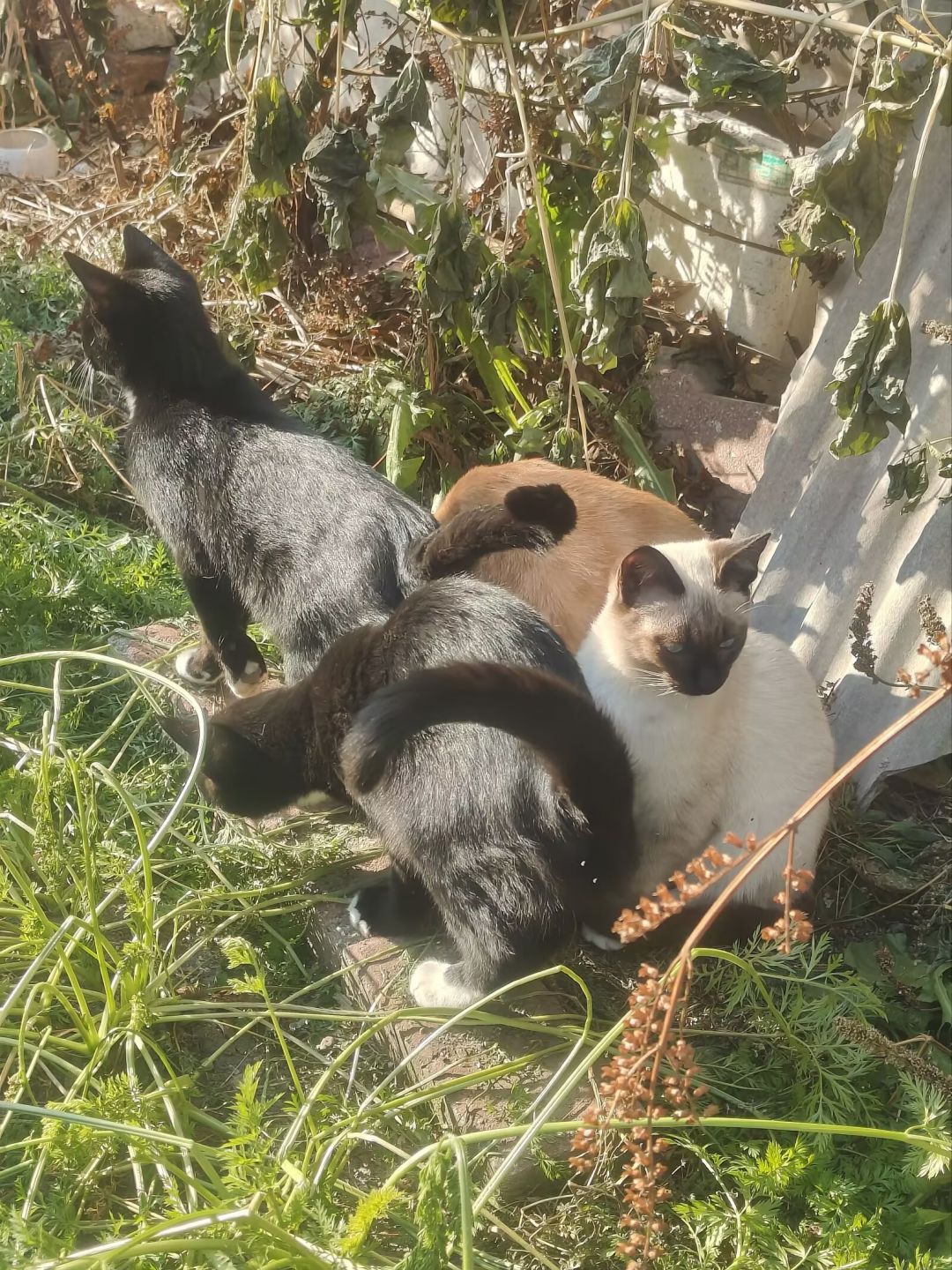 猫咪领养 1