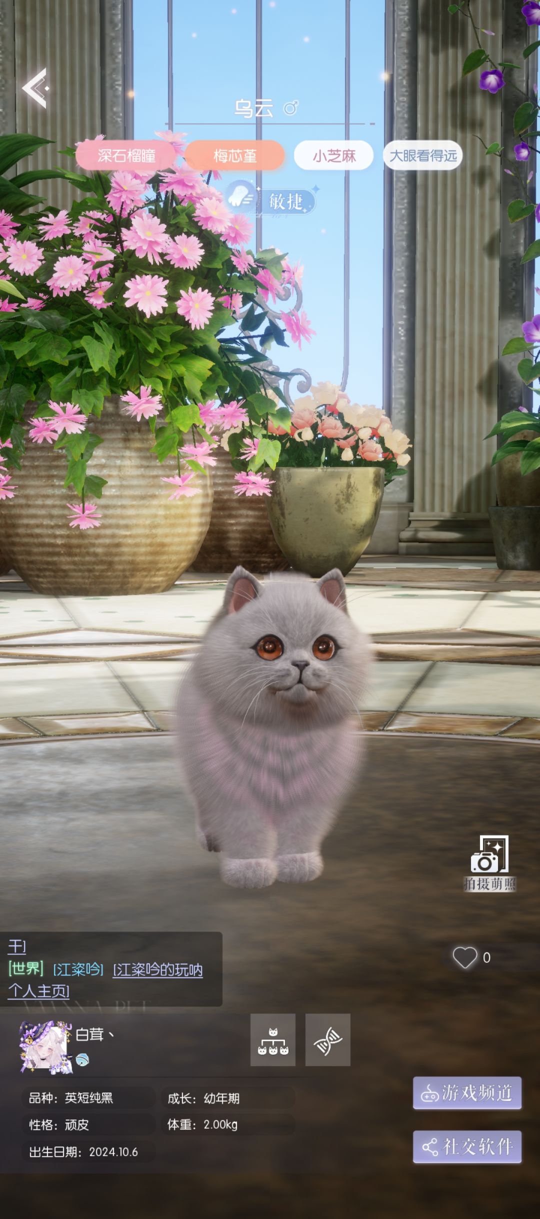 猫咪约娃亲!保证准点开盒! 3