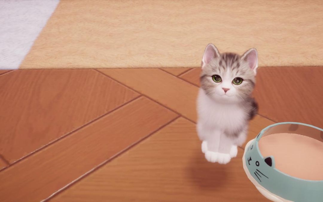 猪咪猪咪 6