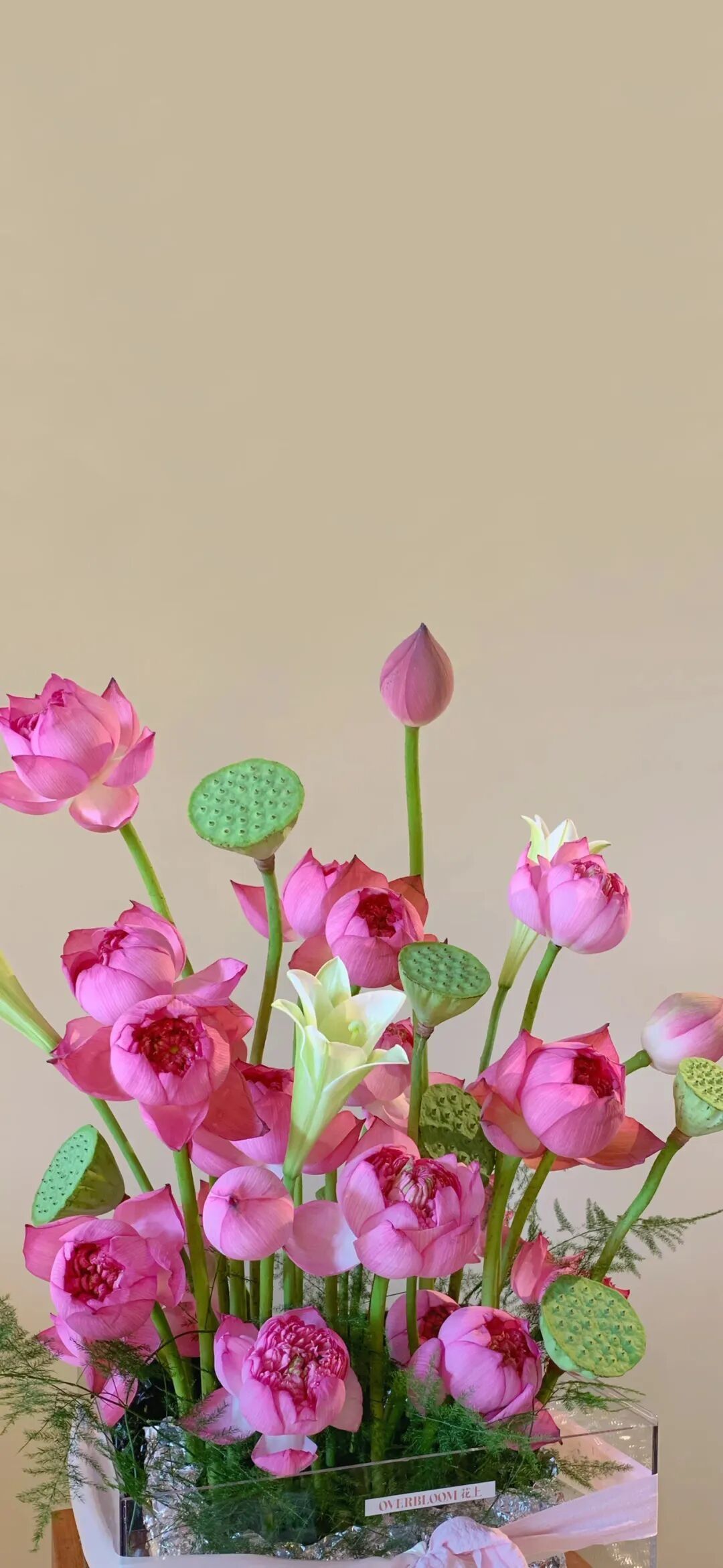 今日份壁纸——荷花🪷系列 11