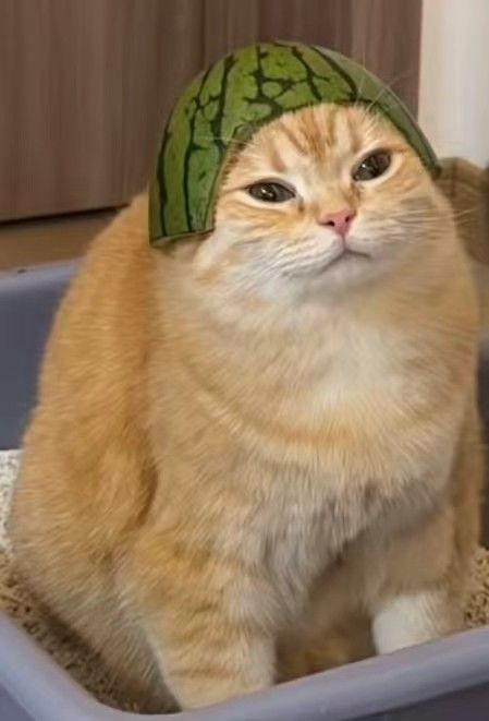 未来人生启动! 1