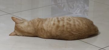 给有些觉得宠物收益低的人算下