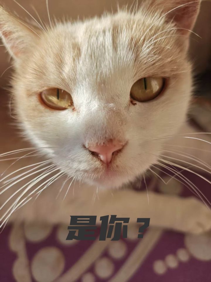 请看评论区截图