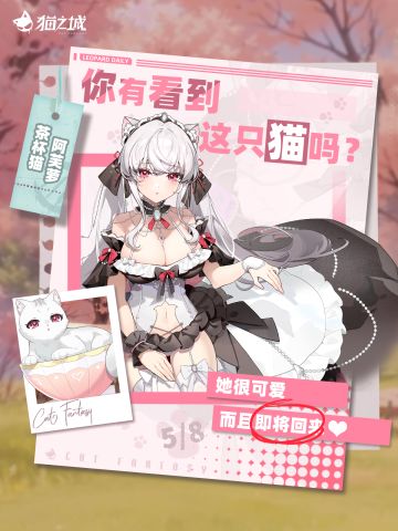 🐾寻猫启事：你有看到茶杯猫吗？