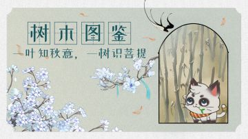 【三界情报速递】一叶知秋意，一树识菩提~
