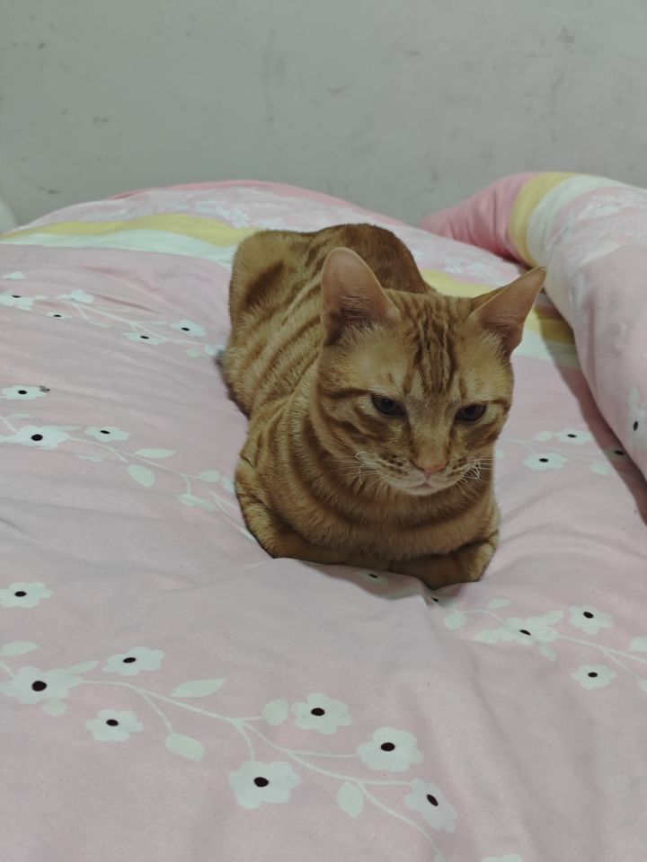 小猫咋样的#游戏杂谈截图