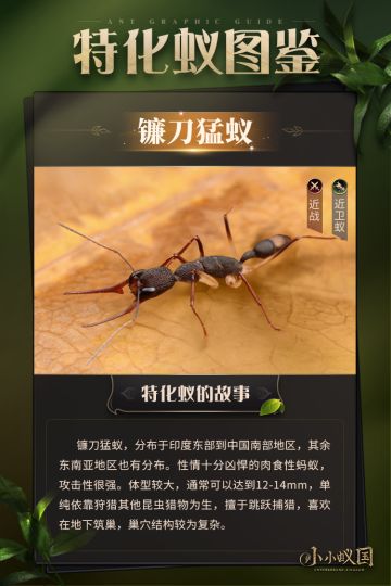 【蚂蚁图鉴】镰刀猛蚁