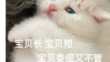 【狐】 猫之城 定向作战-蓝 一回合速刷阵容