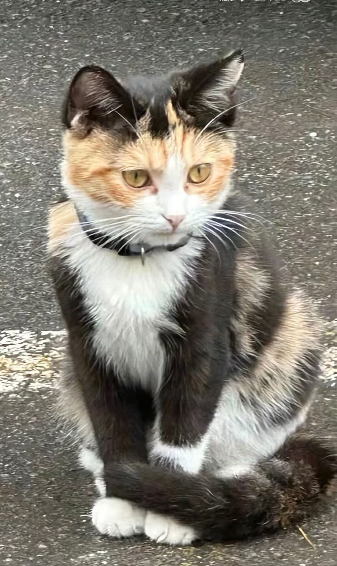 猫界也有如此美丽的哈基米😍 1