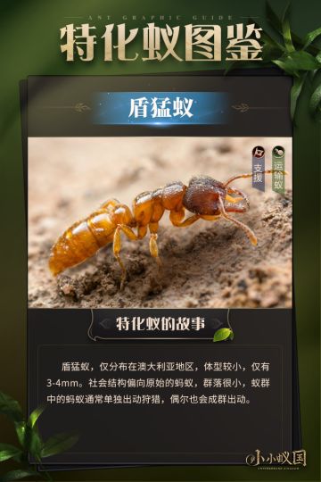 【蚂蚁图鉴】盾猛蚁