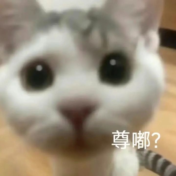 #胜利女神 猫猫,可以摸摸截图