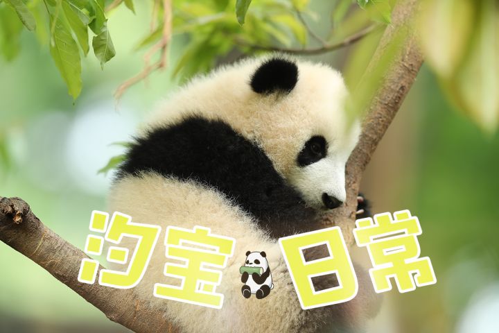 《大熊猫汐宝日常》纯享版截图