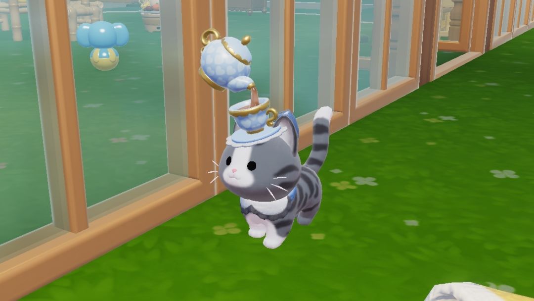 喜报!!!我刚短暂拥有了第六只小猫! 2