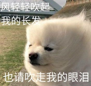 肉肉周报3.0——碎碎念第13期·新手必备之帮助与支持！截图