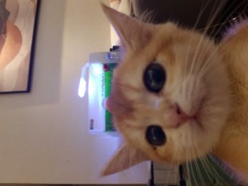 发现一个pvp出生王打法