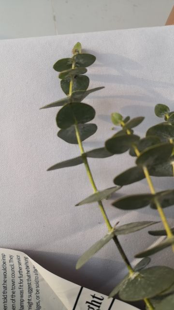 一山树林被人盯 ◉ω◉