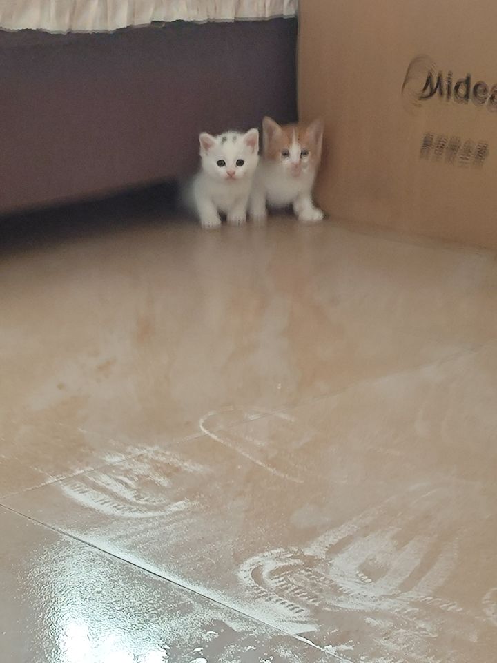 找个大佬带带真蛇截图