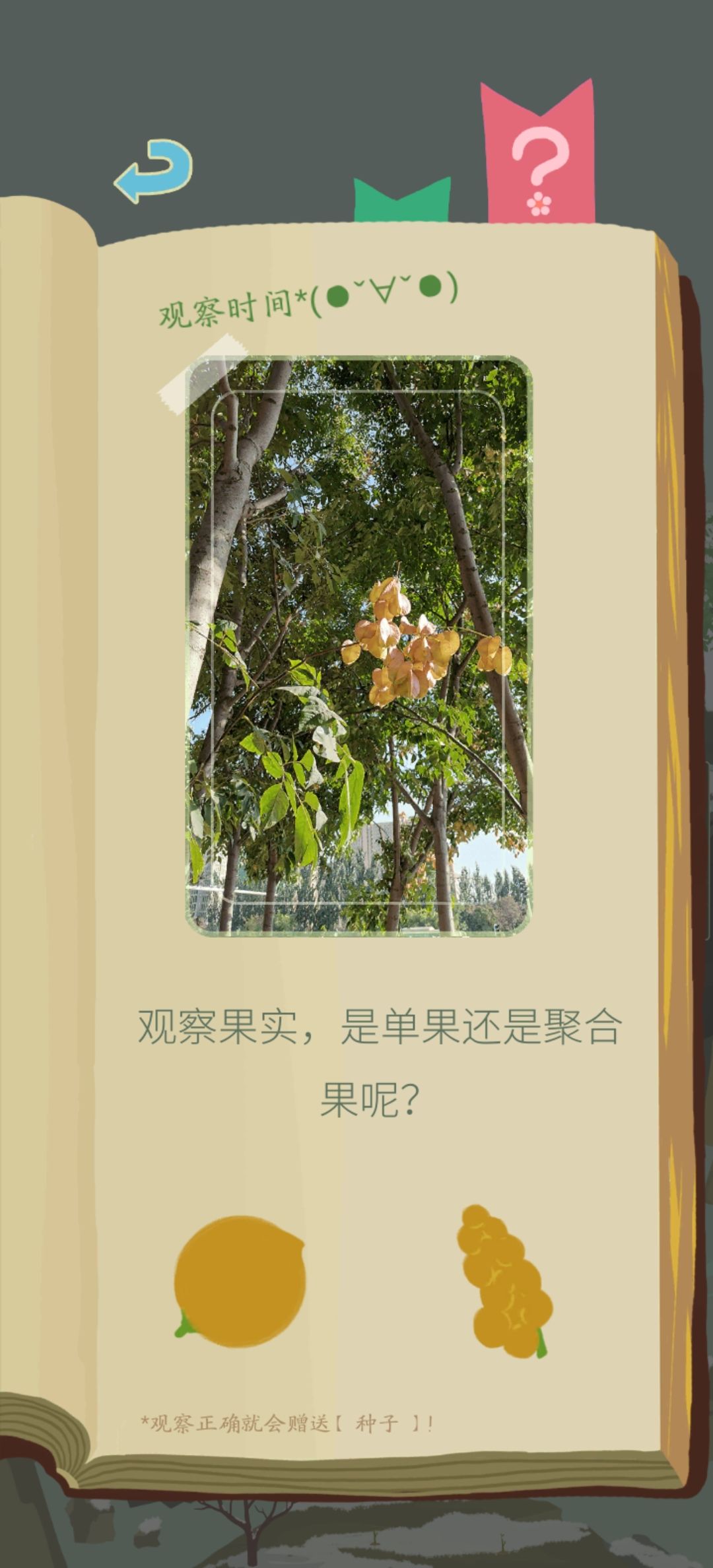 老农种树 1