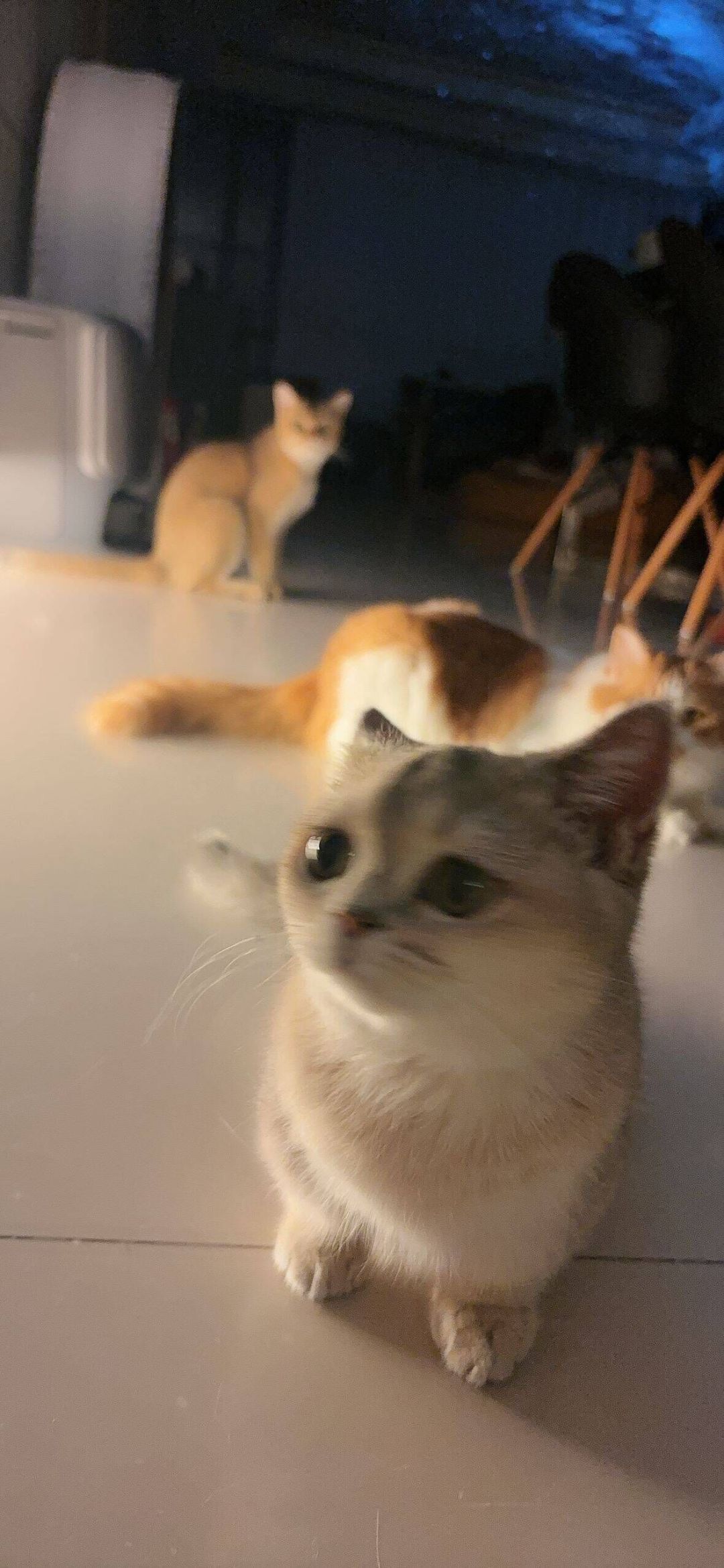 开发日志 07 | 溜溜猫~ 1